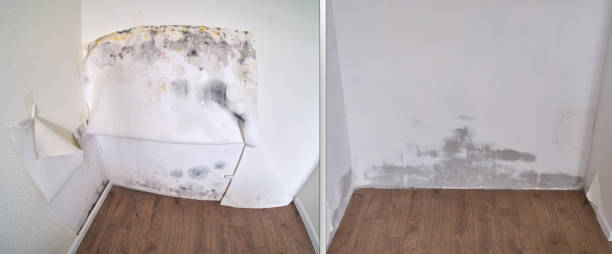 Mold Testing and Removal